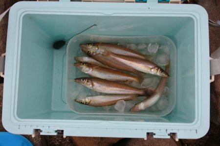 キス釣り 食いは渋い