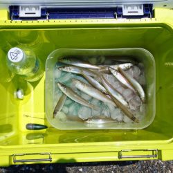 好天のキス釣り ピンギスばかり