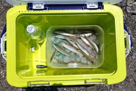 好天のキス釣り ピンギスばかり