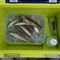 キス釣り　キスは何処？