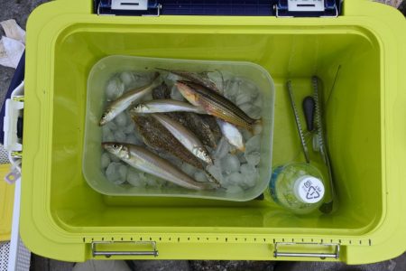 キス釣り　キスは何処？