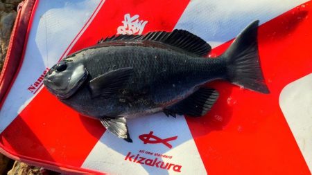 和歌山市江(吉丸渡船)で磯フカセ