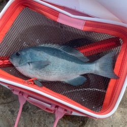 和歌山市江(吉丸渡船)で磯フカセ