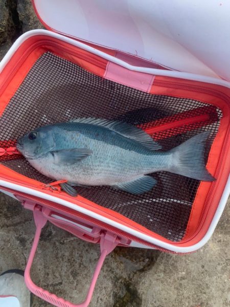 和歌山市江(吉丸渡船)で磯フカセ