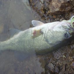 五月のバス釣り