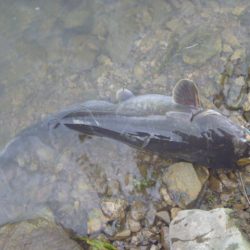 なまず→バス→なまず