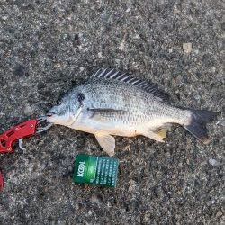 南港大橋２時間勝負!