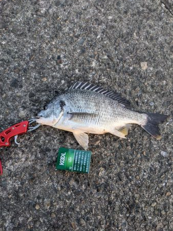 南港大橋２時間勝負!