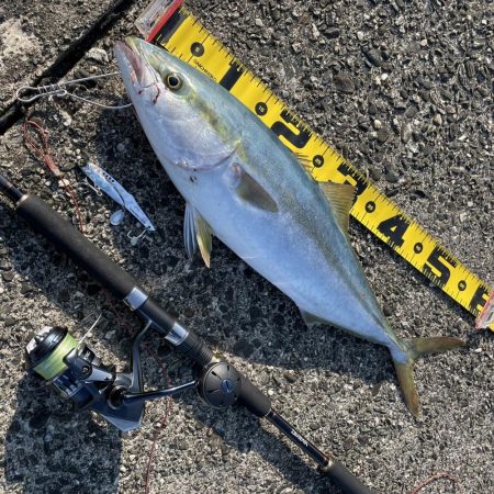 公式公認　初投稿！　メジロ！