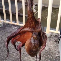 今年初タコ2キロ