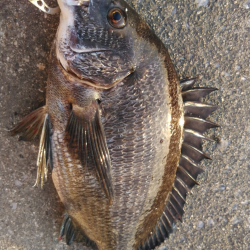 チヌの産休終わり？