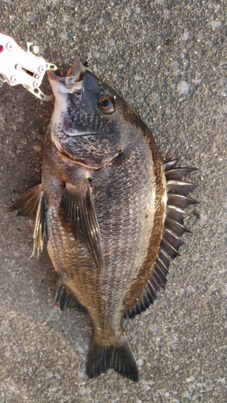 チヌの産休終わり？