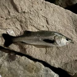 バチ抜けシーバス　