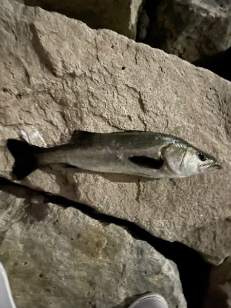 バチ抜けシーバス　