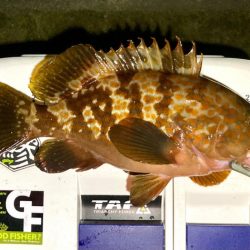 ロックフィッシュゲーム(アコウ・カサゴ釣り)