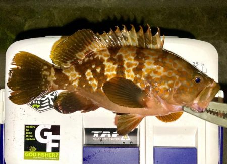 ロックフィッシュゲーム（アコウ・カサゴ釣り…