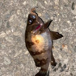 ゴールデンウィーク釣行