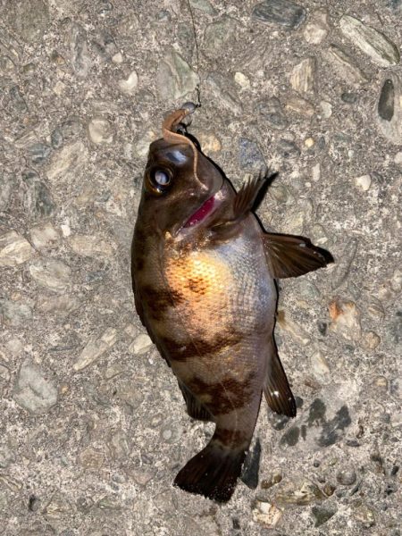 ゴールデンウィーク釣行