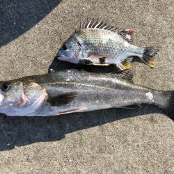 ポカポカのGW セイゴ釣り