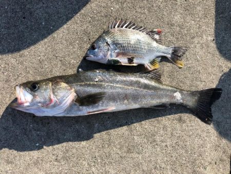 ポカポカのGW セイゴ釣り