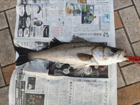 渋い釣りの一日