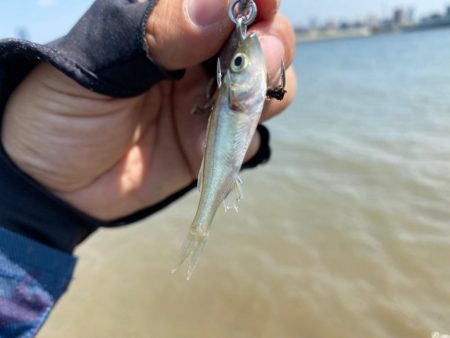 満月後の昼間は1番釣れない事を証明する