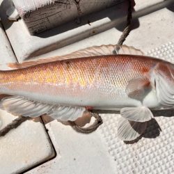 白甘鯛！他、五目釣り