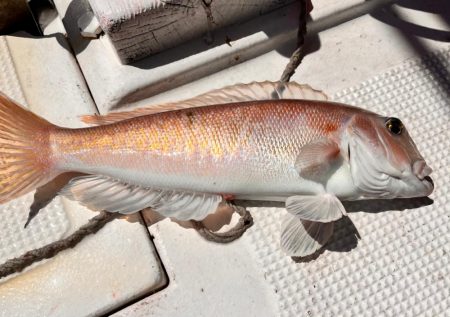 白甘鯛！他、五目釣り