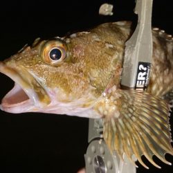 アジは何処へ行った　(-｡-;