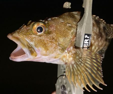 アジは何処へ行った　(-｡-;