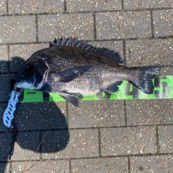 フカセってきました