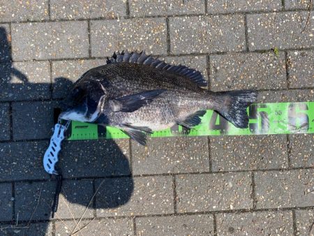 フカセってきました