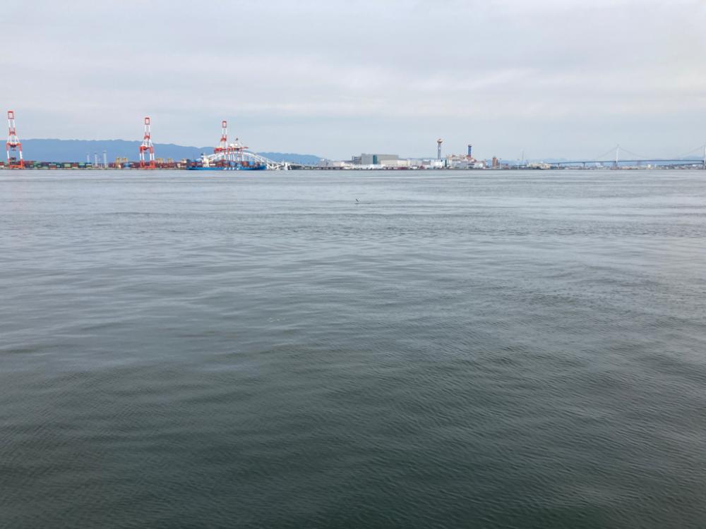 初蛸。1735g。。。