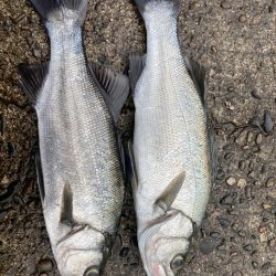 泳がせでヒラセイゴ