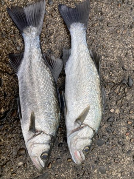 泳がせでヒラセイゴ