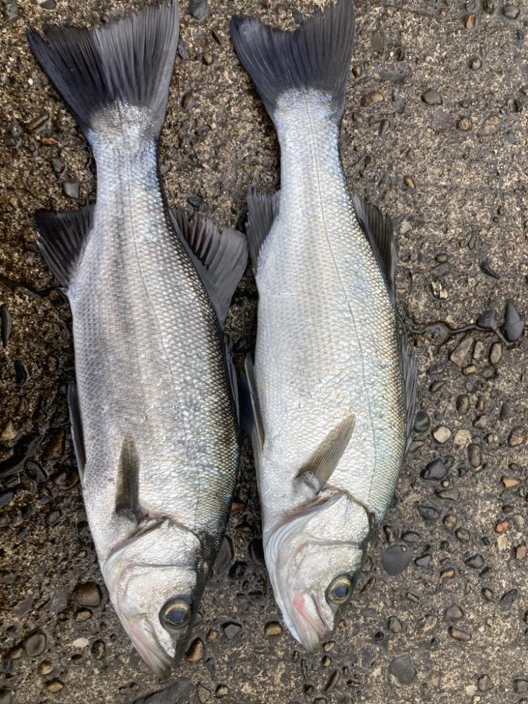 泳がせでヒラセイゴ