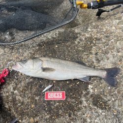 ＤＡＹシーバス