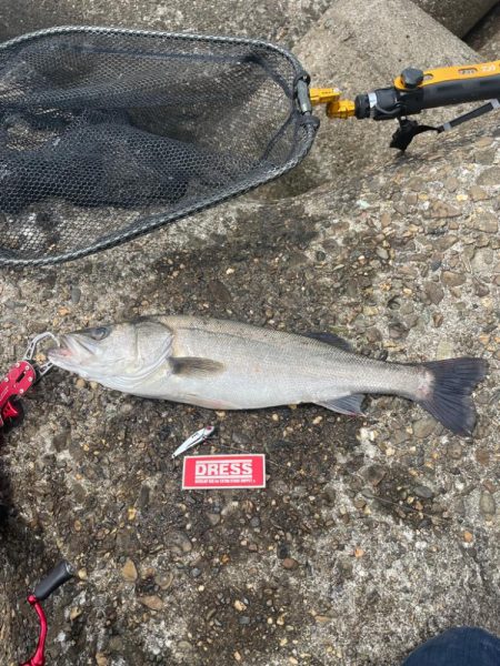 ＤＡＹシーバス