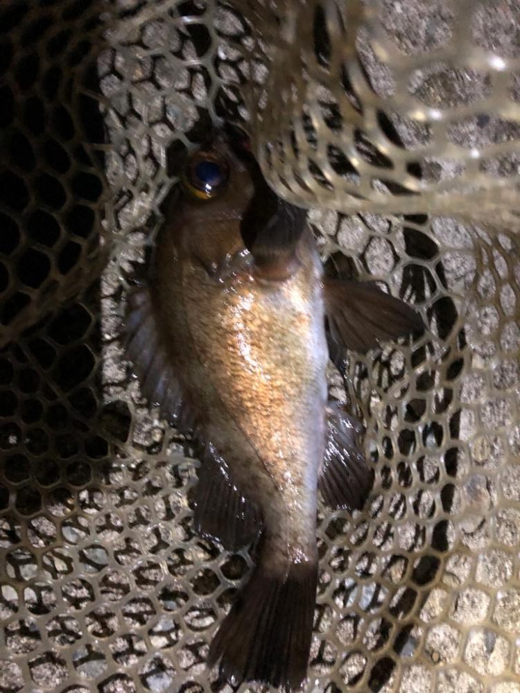 プラグvsワーム