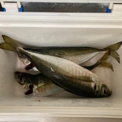 鬼アジチャレンジ