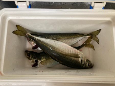 鬼アジチャレンジ