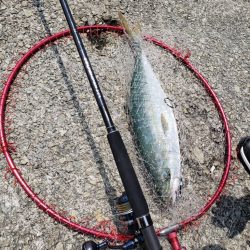 令和4年初メジロ