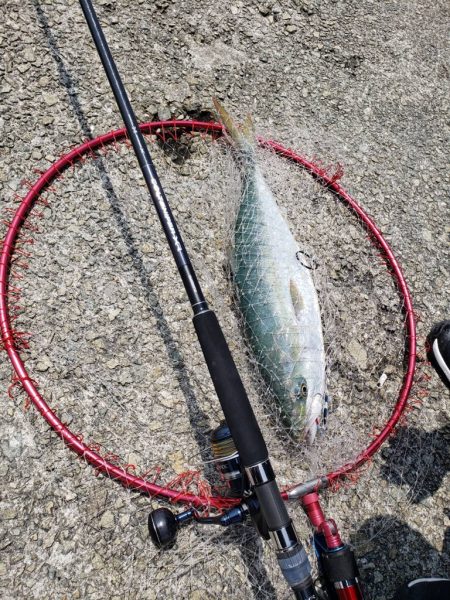 令和4年初メジロ