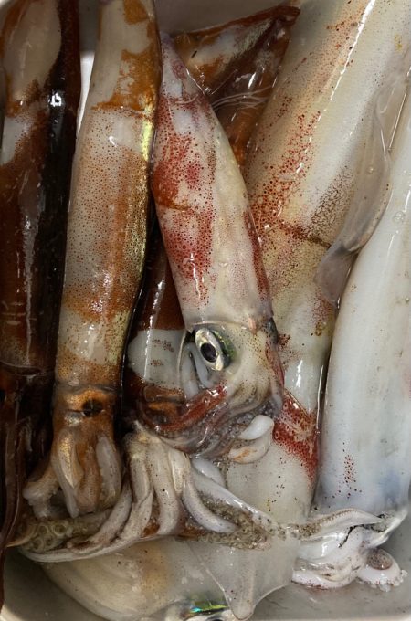 シーズン先取りイカメタル！