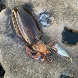 春イカですが⁉️…