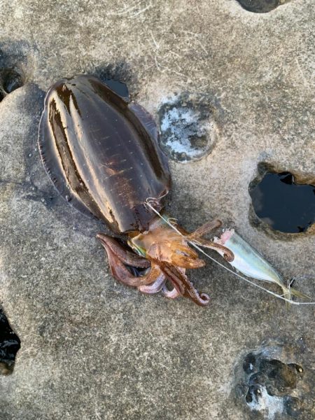 春イカですが⁉️…