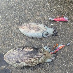 コウイカエギング