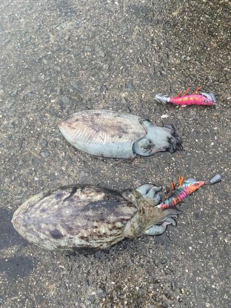 コウイカエギング