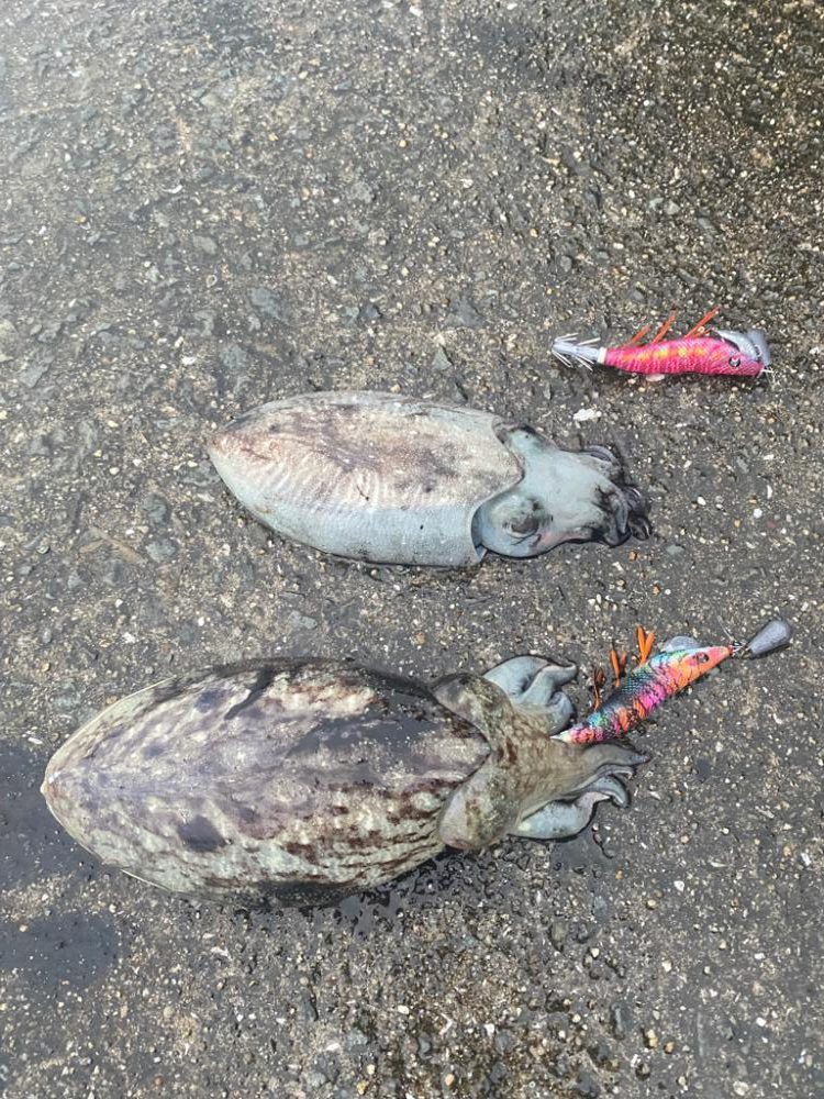 コウイカエギング