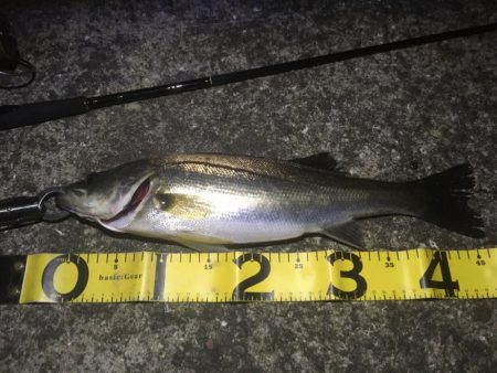 地元運河のバチ抜け事情